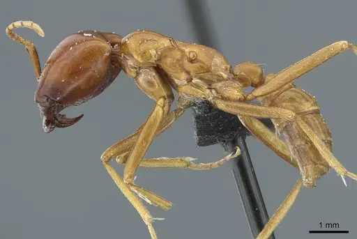 Dorylus nigricans - CASENT0911313