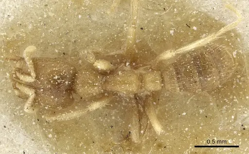 Dorylus nigricans - CASENT0911314