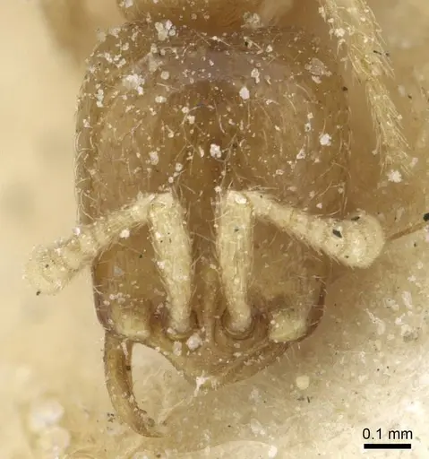 Dorylus nigricans - CASENT0911314