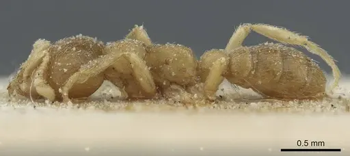 Dorylus nigricans - CASENT0911314