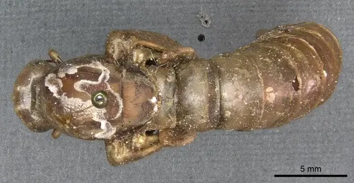 Dorylus nigricans - CASENT0911315