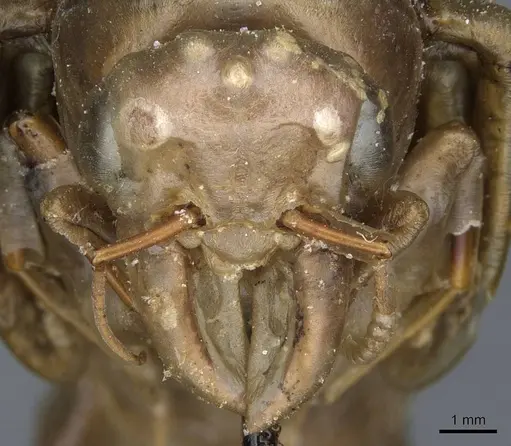 Dorylus nigricans - CASENT0911315