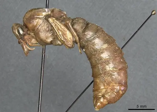 Dorylus nigricans - CASENT0911315