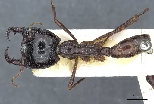 Dorylus nigricans - CASENT0911316