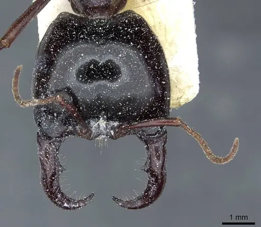 Dorylus nigricans - CASENT0911316