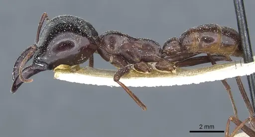 Dorylus nigricans - CASENT0911316