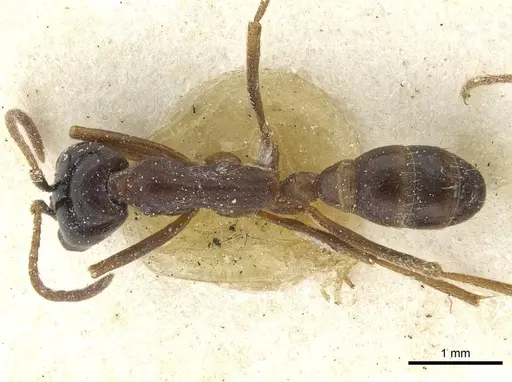 Dorylus nigricans - CASENT0911317