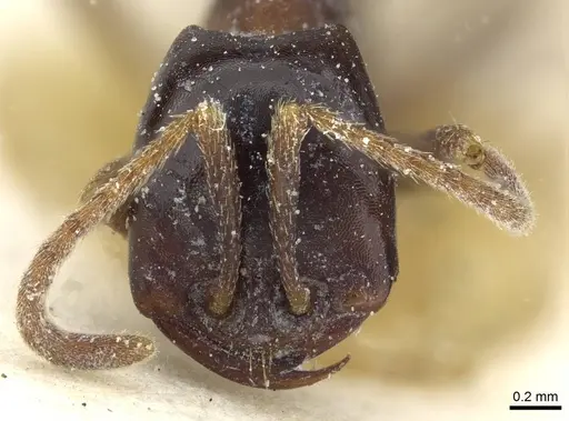 Dorylus nigricans - CASENT0911317