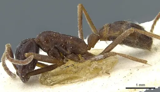 Dorylus nigricans - CASENT0911317