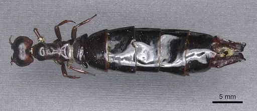 Dorylus nigricans - CASENT0915346