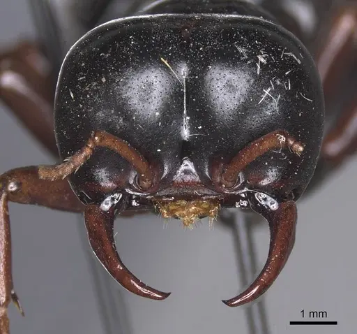 Dorylus nigricans - CASENT0915346