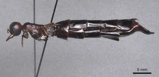 Dorylus nigricans - CASENT0915346