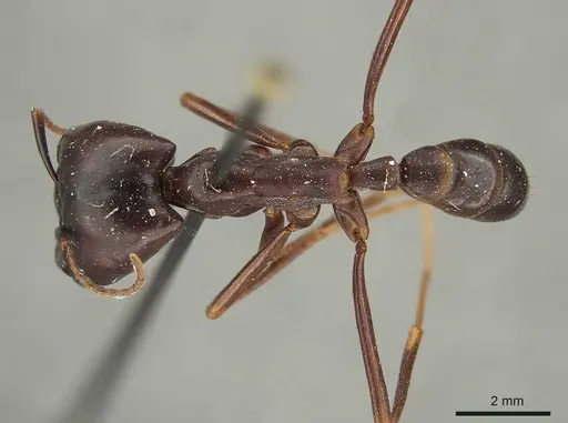 Dorylus nigricans - CASENT0915645