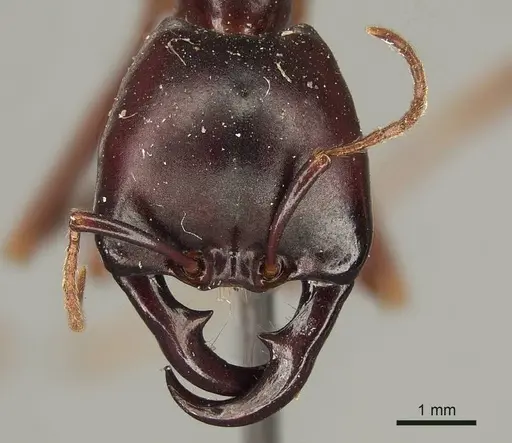 Dorylus nigricans - CASENT0915645