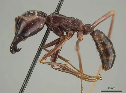 Dorylus nigricans - CASENT0915645