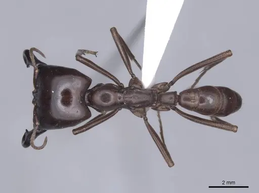 Dorylus nigricans - FMNHINS0000045259