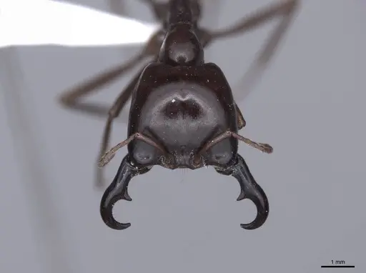 Dorylus nigricans - FMNHINS0000045259