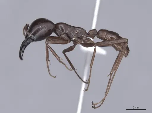 Dorylus nigricans - FMNHINS0000045259