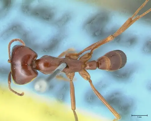 Dorylus nigricans - FOCOL1779