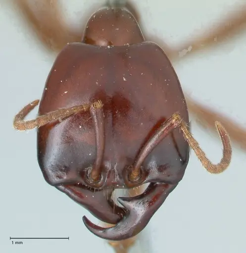 Dorylus nigricans - FOCOL1779