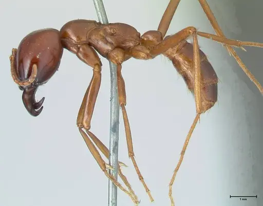 Dorylus nigricans - FOCOL1779