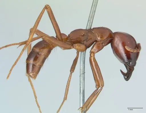 Dorylus nigricans - FOCOL1779