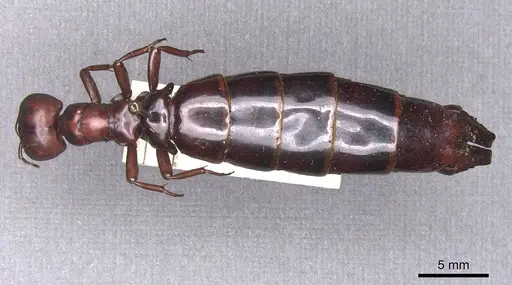 Dorylus nigricans - RMCAENT000017706