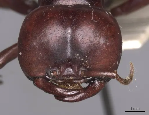 Dorylus nigricans - RMCAENT000017706