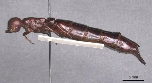 Dorylus nigricans - RMCAENT000017706