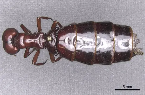 Dorylus nigricans - RMCAENT000017707