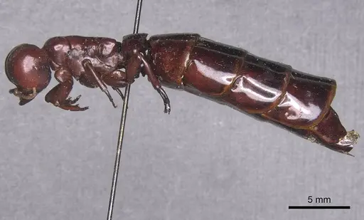 Dorylus nigricans - RMCAENT000017707