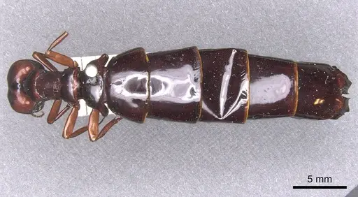 Dorylus nigricans - RMCAENT000017708