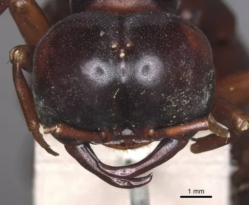 Dorylus nigricans - RMCAENT000017708