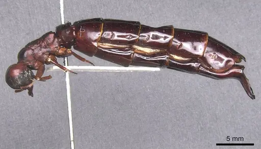 Dorylus nigricans - RMCAENT000017708