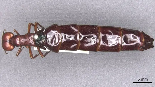 Dorylus nigricans - RMCAENT000017709