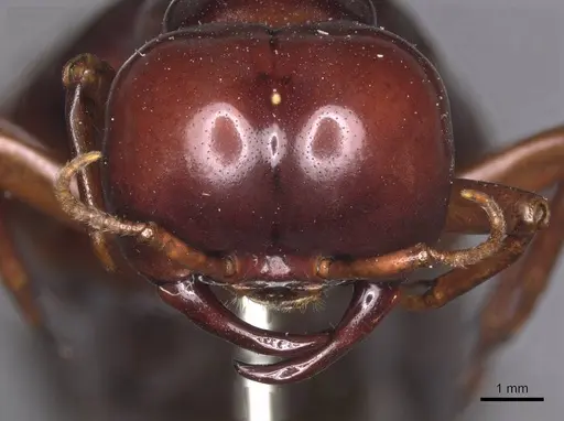 Dorylus nigricans - RMCAENT000017709