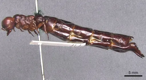 Dorylus nigricans - RMCAENT000017709