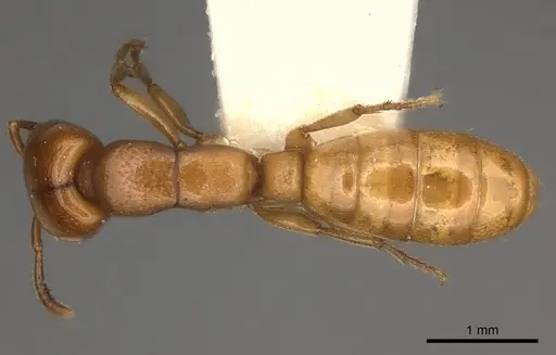 Dorylus orientalis specimen