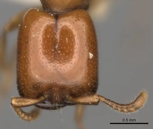 Dorylus orientalis specimen