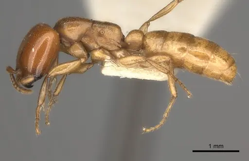 Dorylus orientalis specimen