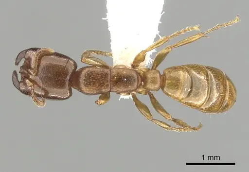 Dorylus orientalis - CASENT0249443