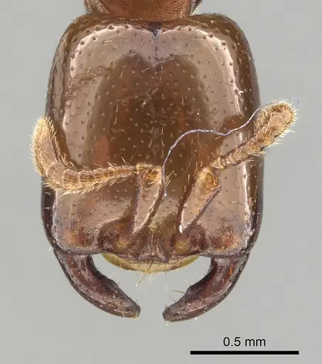 Dorylus orientalis - CASENT0249443