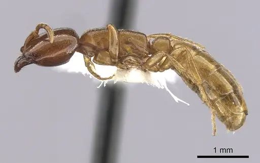 Dorylus orientalis - CASENT0249443