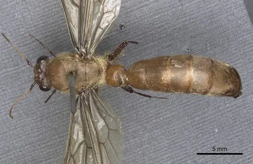 Dorylus orientalis - CASENT0901942