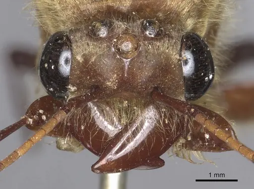 Dorylus orientalis - CASENT0901942