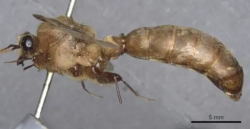 Dorylus orientalis - CASENT0901942