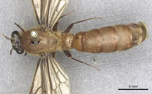 Dorylus orientalis - CASENT0901951