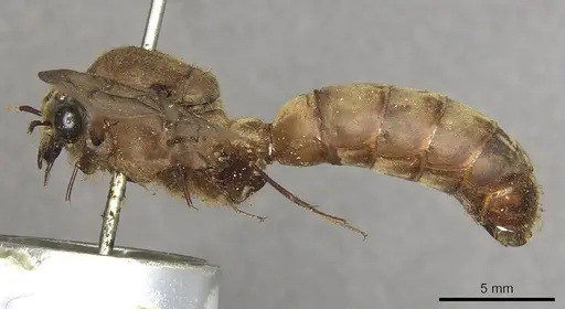 Dorylus orientalis - CASENT0901951