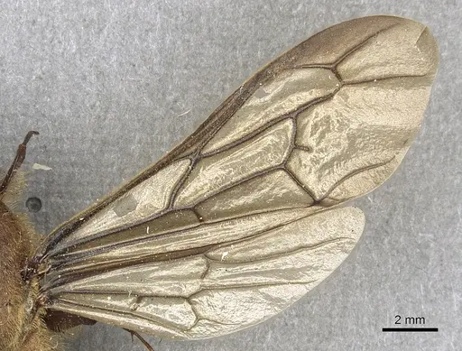 Dorylus orientalis - CASENT0901951