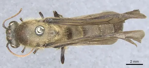 Dorylus orientalis - CASENT0903710